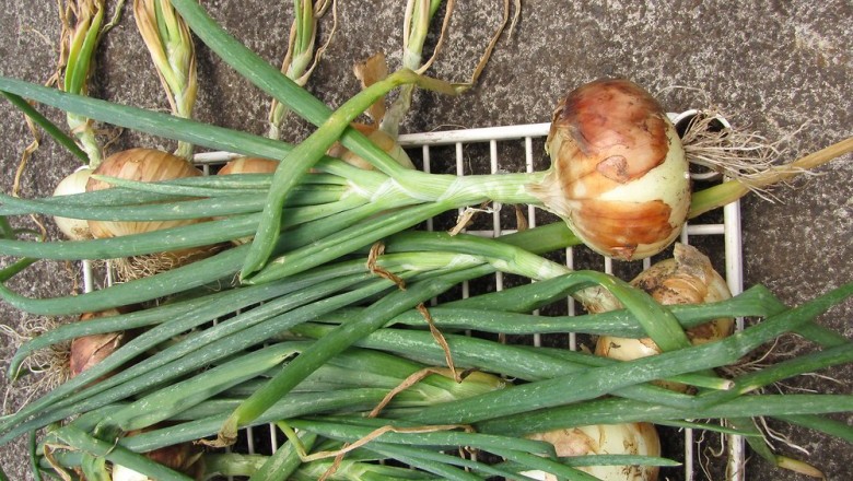 Cây Hành tây. Allium cepa L. - Cây Thuốc Nam Quanh Ta